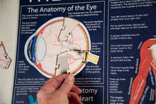 Load image into Gallery viewer, The Human Body  Puzzle