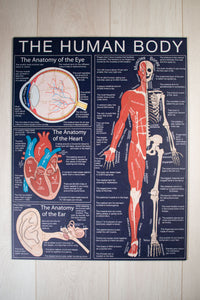 The Human Body  Puzzle