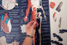Load image into Gallery viewer, The Human Body  Puzzle